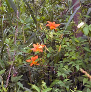 Daylily (Hemerocallis fulva)