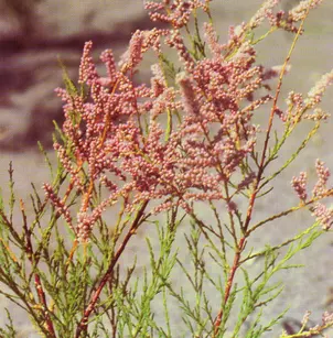 Five-Stamen Tamarisk (Tamarix chinensis)