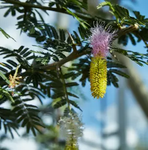 Aroma (Dichrostachys cinerea)