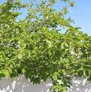 White Mulberry (Morus alba)