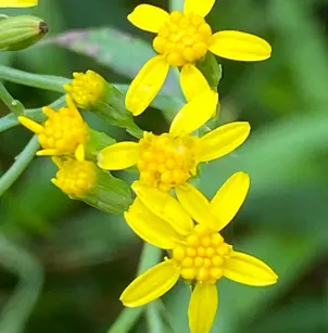Fireweed Groundsel (Senecio linearifolius)
