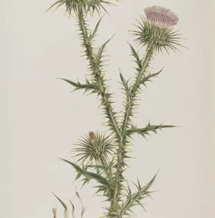 Bull Cottonthistle (Onopordum tauricum)