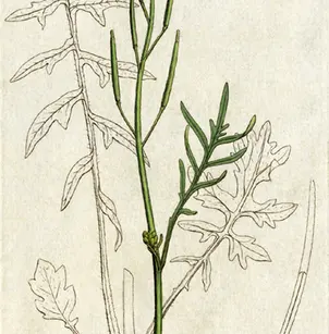 Star-Mustard (Coincya monensis)