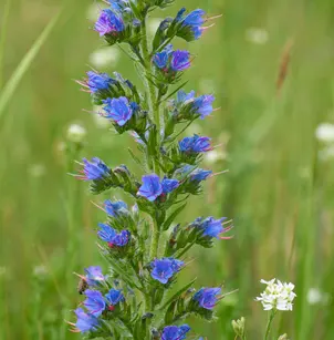 Common Viper's Bugloss (Echium vulgare)