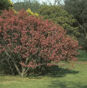 Oneseed Hawthorn (Crataegus monogyna)