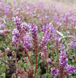 Dwarf Rotala (Rotala rotundifolia)