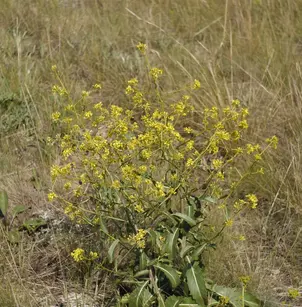 Elongated Mustard (Brassica elongata)