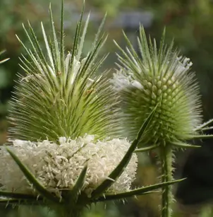 Cutleaf Teasel (Dipsacus laciniatus)