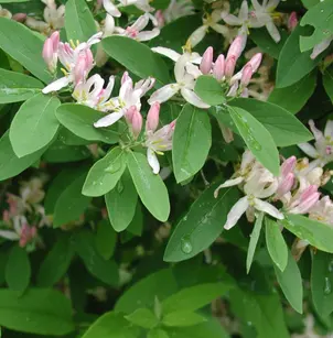 Showy Fly Honeysuckle (Lonicera x bella)