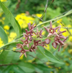 European Swallow-Wort (Cynanchum rossicum)