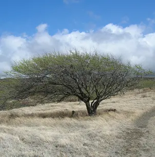 Kiawe (Prosopis pallida)