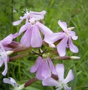 Bouncingbet (Saponaria officinalis)