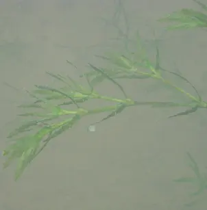 Spiny Naiad (Najas marina)