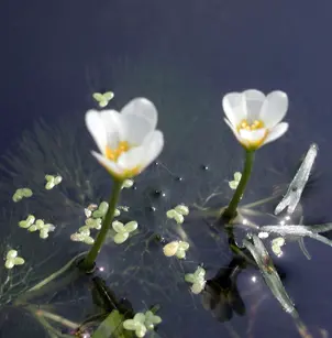 Carolina Fanwort (Cabomba caroliniana)