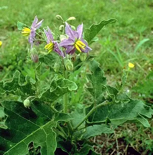 Western Horsenettle (Solanum dimidiatum)