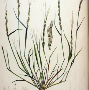 Jointed Goatgrass (Aegilops cylindrica)