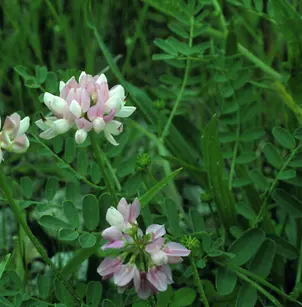 Crownvetch (Securigera varia)