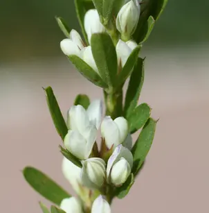 Sericea Lespedeza (Lespedeza cuneata)