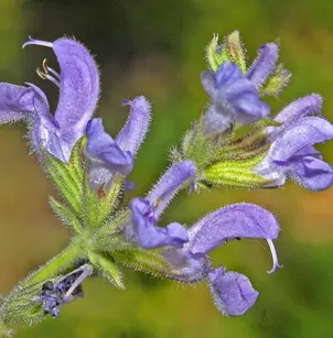 Wand Sage (Salvia virgata)