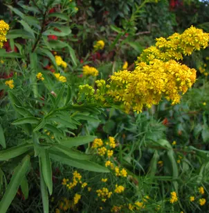 Seaside Goldenrod (Solidago sempervirens)