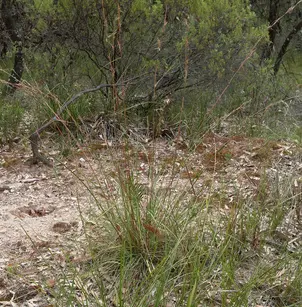 Barbwire Grass (Cymbopogon refractus)