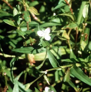 Wartremoving Herb (Murdannia keisak)