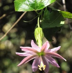 Banana Passionflower (Passiflora tarminiana)
