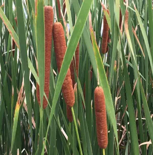 Hybrid Cattail (Typha x glauca)