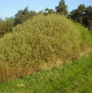 Large Gray Willow (Salix cinerea)