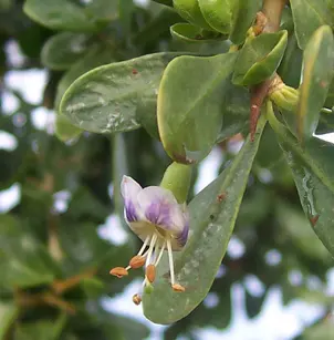 African Boxthorn (Lycium ferocissimum)