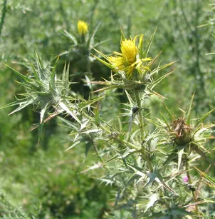 Woolly Distaff Thistle (Carthamus lanatus)