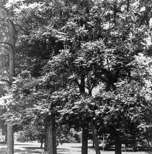 Tree of Heaven (Ailanthus altissima)