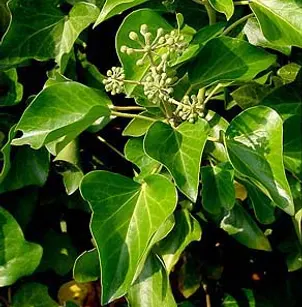 Atlantic Ivy (Hedera hibernica)