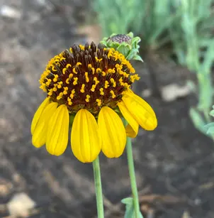 Texas Blueweed (Helianthus ciliaris)
