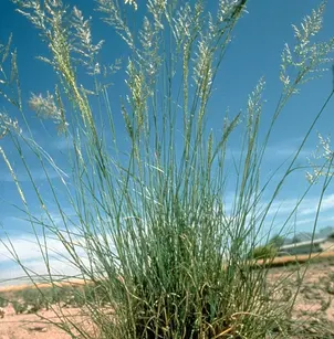 Weeping Lovegrass (Eragrostis curvula)