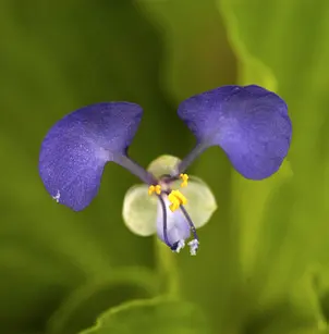 Jio (Commelina benghalensis)