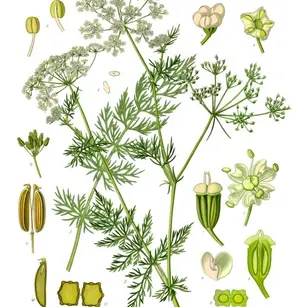 Caraway (Carum carvi)
