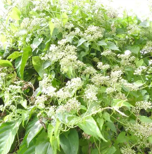 Heartleaf Hempvine (Mikania cordata)
