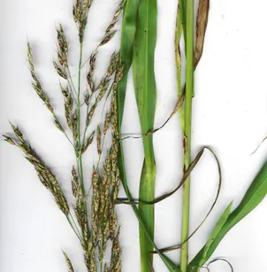 Johnsongrass (Sorghum halepense)