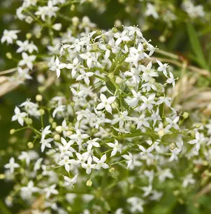 False Baby's Breath (Galium mollugo)