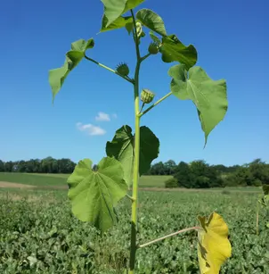 Velvetleaf (Abutilon theophrasti)