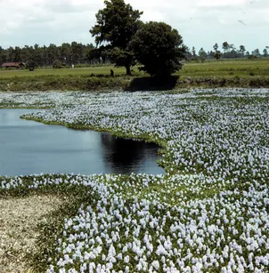 Common Water Hyacinth (Eichhornia crassipes)