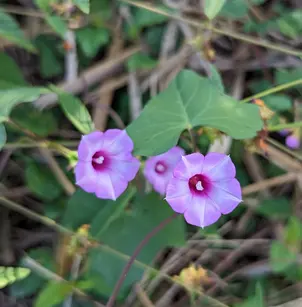 Littlebell (Ipomoea triloba)