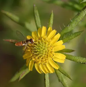Common Tarweed (Centromadia pungens)