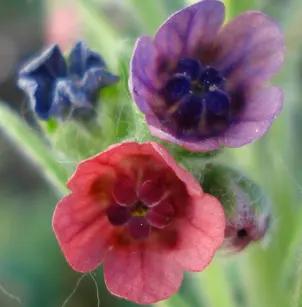 Gypsyflower (Cynoglossum officinale)