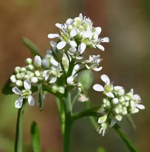 Whitetop (Cardaria draba)