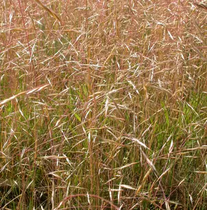 North Africa Grass (Ventenata dubia)