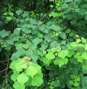 Chinese Tallow Tree (Triadica sebifera (Sapium sebiferum))
