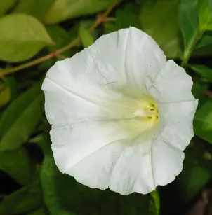 Hedge False Bindweed (Calystegia sepium)