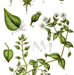 Giantchickweed (Myosoton aquaticum)